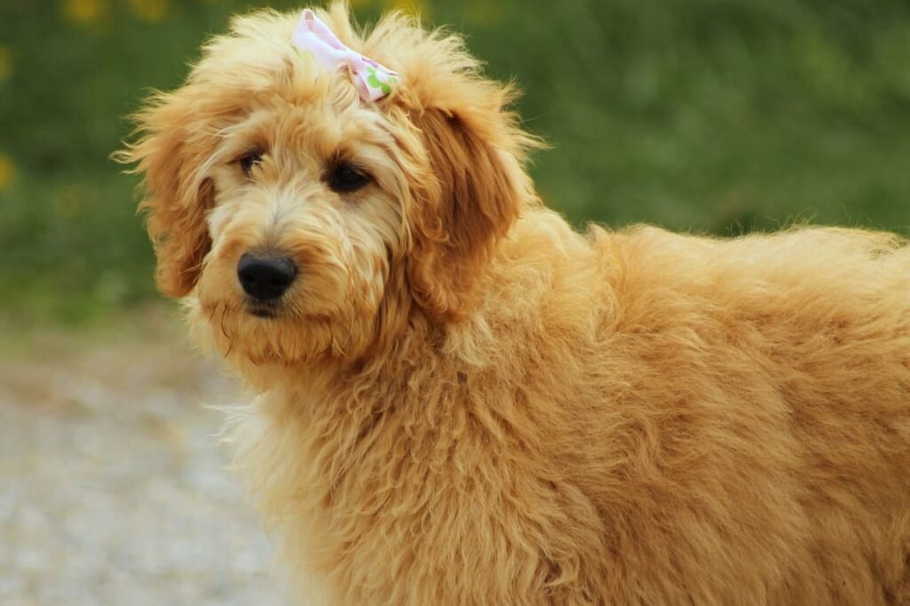 A fluffy Goldendoodle with a cute bow, standing outdoors with a soft green background. This friendly pup represents the warm and welcoming spirit of Dog Name Hub.