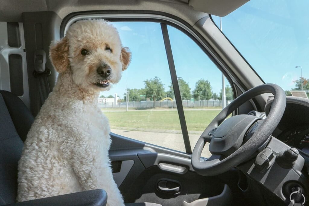 A fluffy Goldendoodle sitting in the driver’s seat of a car, looking toward the camera with a friendly expression. Perfect for a fun and engaging contact page image on Dog Name Hub.