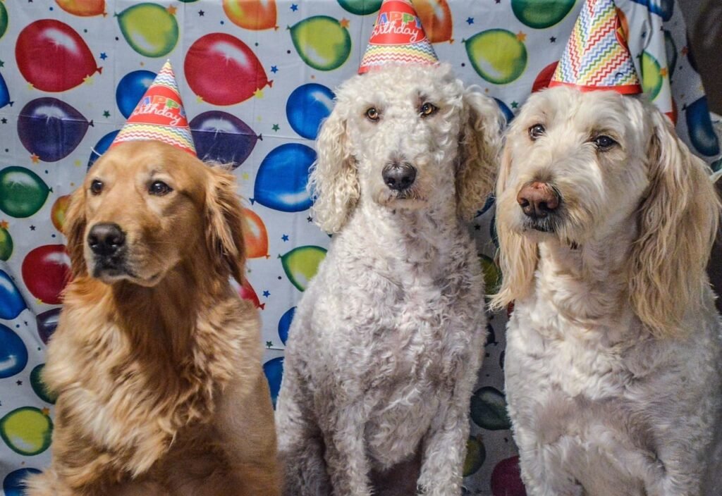 Three large dogs, including a Golden Retriever and two Doodles, wearing colorful birthday hats in front of a festive balloon backdrop. This image represents large male dog names and fun dog celebrations.